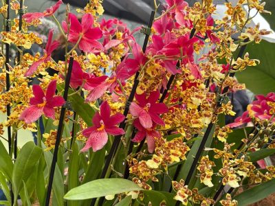 Jigsaw puzzle Jigsaw puzzle Small Medium Sized Orchids