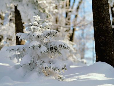 Jigsaw puzzle Small Tree White Snow