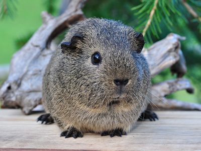 Jigsaw puzzle Jigsaw puzzle Social Rodents Rarely Bite