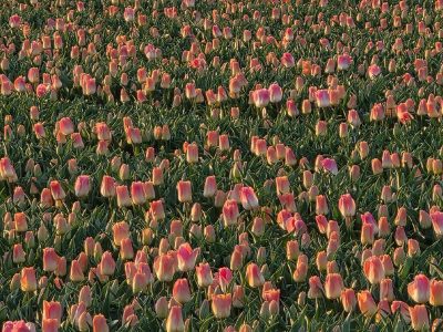 Jigsaw puzzle Jigsaw puzzle Soft Pink Color with Warm Yellow Base Tulips