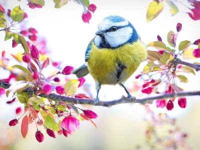 Jigsaw puzzle Spring Bird Tit Tree Branch