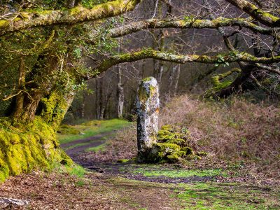 Jigsaw puzzle Jigsaw puzzle Standing Stone Woodland