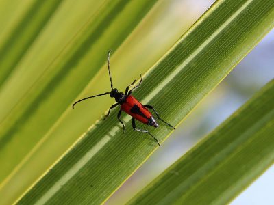 Jigsaw puzzle Stictoleptura Cordigera Insect, preview