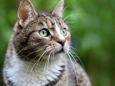 Jigsaw puzzle Jigsaw puzzle Stiking Tabby Pattern and Bright Green Eyes