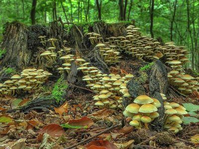 Jigsaw puzzle Sulfur Tuft Mushrooms