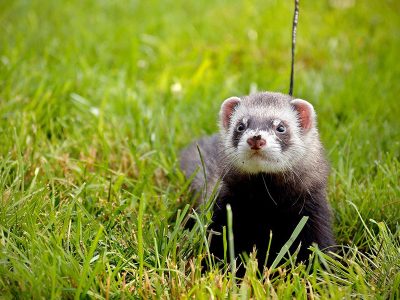 Jigsaw puzzle Jigsaw puzzle Summer in the Nature Ferret Come