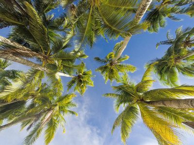 Jigsaw puzzle Jigsaw puzzle Summer with Blue Sky Trees