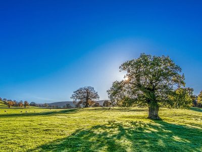 Jigsaw puzzle Jigsaw puzzle Sun Sunshine at the Back of Tree