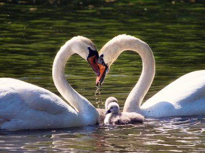 Jigsaw puzzle Swan Family Love Lake
