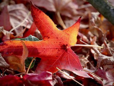 Jigsaw puzzle Jigsaw puzzle Sweet Gum Red Leaf Fallen