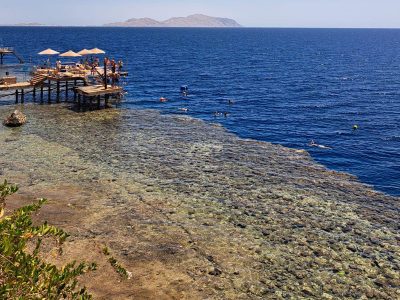 Jigsaw puzzle Jigsaw puzzle Swimming Time Somewhere Egypt