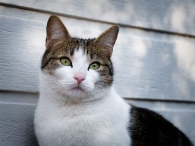 Jigsaw puzzle Tabby and White Cat Portrait