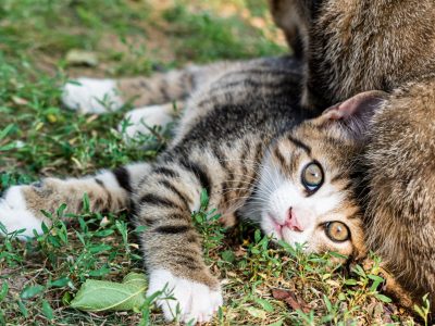 Jigsaw puzzle Tabby Cat Rolling in the Grass