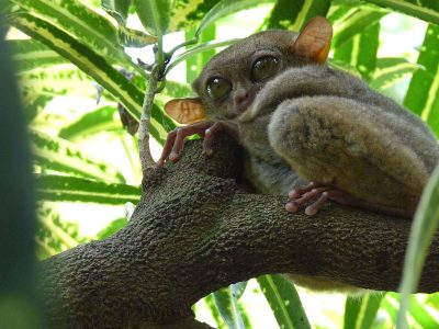 Jigsaw puzzle Jigsaw puzzle Tarsier Yoda Gollum