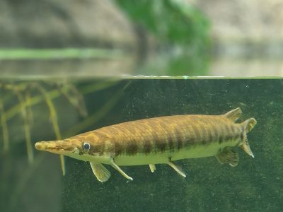 Jigsaw puzzle Jigsaw puzzle This Is a Alligator Gar