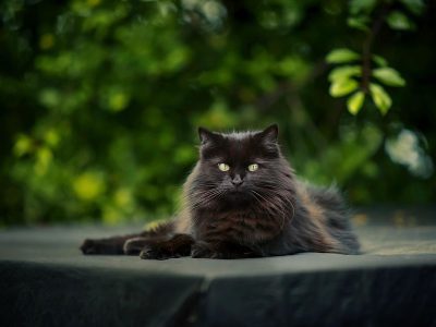 Jigsaw puzzle Jigsaw puzzle This Long Haired Black Cat Shares Strong Physical Characteristics