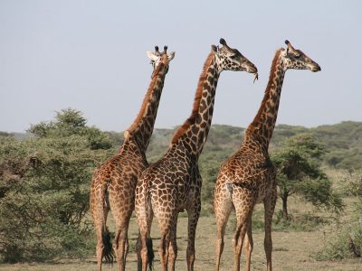 Jigsaw puzzle Jigsaw puzzle Three Giraffes in Savannah