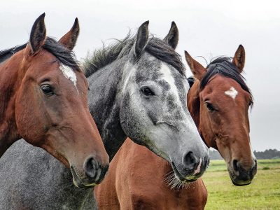 Jigsaw puzzle Jigsaw puzzle Three Horses Stallions Head