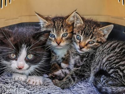 Jigsaw puzzle Three Kitten Inside Cat Box