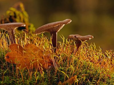 Jigsaw puzzle Three Mushrooms Shine by Sun