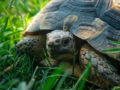Jigsaw puzzle Tortoise Marginated in a Grass