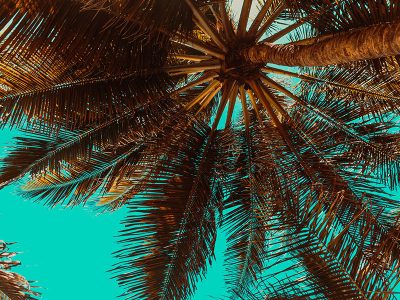 Jigsaw puzzle Jigsaw puzzle Tropical Summer Like