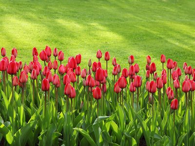 Jigsaw puzzle Jigsaw puzzle Tulips Flowers Tulps
