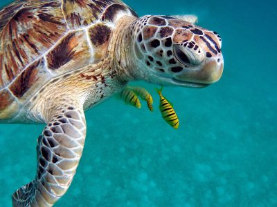 Jigsaw puzzle Jigsaw puzzle Turtle under Sea Water