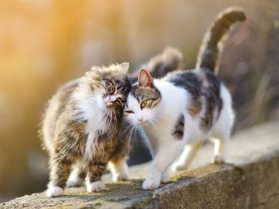 Jigsaw puzzle Jigsaw puzzle Two Friendly Cats
