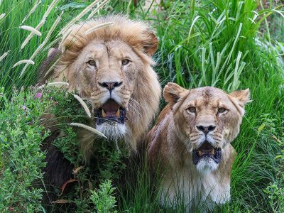 Jigsaw puzzle Two Huge Lioness with Open Mouth