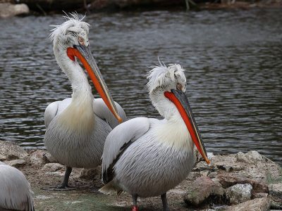 Jigsaw puzzle Jigsaw puzzle Two Pelican Birdie