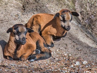 Animals jigsaw puzzle: Two Small Cameroon Sheep