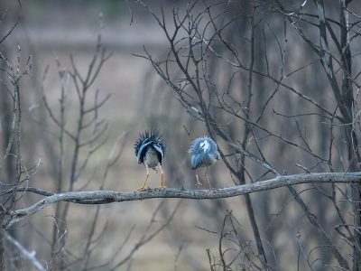 Birds jigsaw puzzle: Two White Faced Herons Perched on Bare Branch