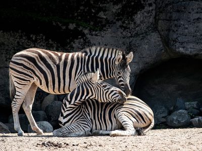 Jigsaw puzzle Jigsaw puzzle Two Zebras Resting Inside Zoo