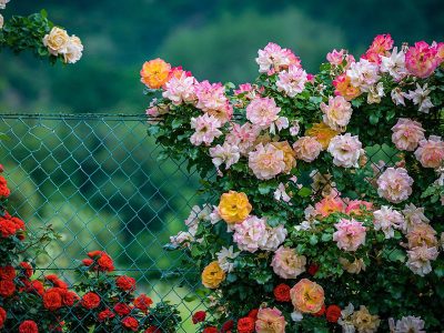 Jigsaw puzzle Jigsaw puzzle Variety of Roses Fence Climbing