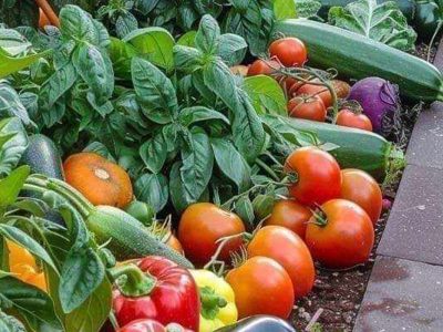 Food and Drinks jigsaw puzzle: Vegetables Gardening Results