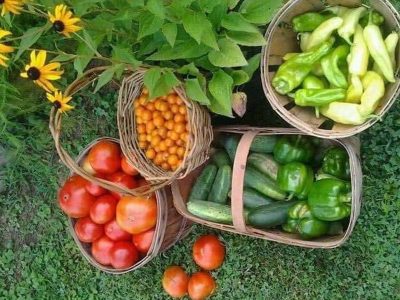 Jigsaw puzzle Jigsaw puzzle Very Fresh Harvested Vegetables in the Yard