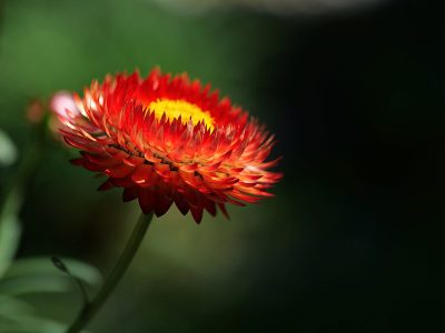 Jigsaw puzzle Jigsaw puzzle Vibrant Red and Yellow Strawflower