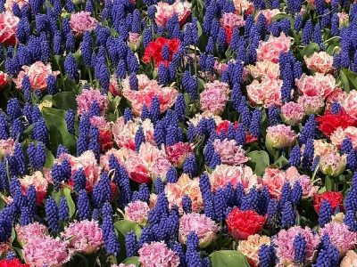 Jigsaw puzzle Jigsaw puzzle Vibrant Spring Floral Display