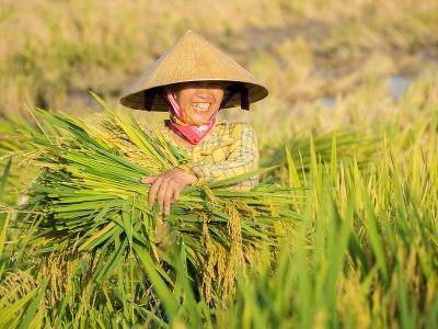 Jigsaw puzzle Jigsaw puzzle Vietnamese Female Farmer with Rice Freshly Harvested Bundle