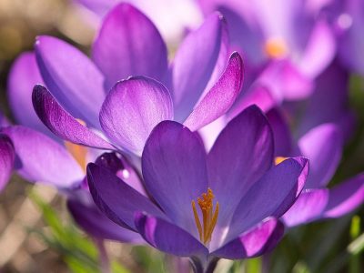 Jigsaw puzzle Jigsaw puzzle Violet Color Crocuses Flowers