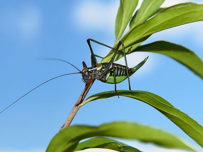 Jigsaw puzzle Jigsaw puzzle Wart Biter Bush Cricket 2