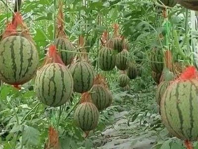Jigsaw puzzle Jigsaw puzzle Way of Growing Watermelon