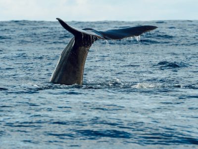 Beaches and Ocean jigsaw puzzle: Whale Sea Ocean Fin Tail Blue