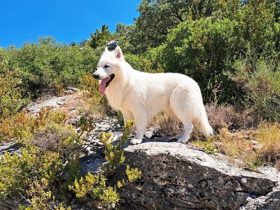 Jigsaw puzzle Jigsaw puzzle White Dog in the Nature Site Seeing