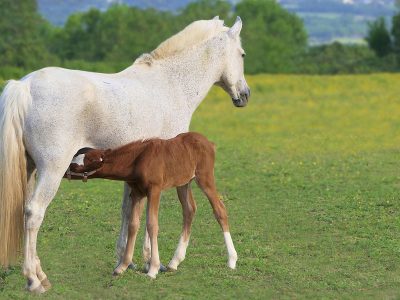 Jigsaw puzzle Jigsaw puzzle White Mother with Brown Pony Nature