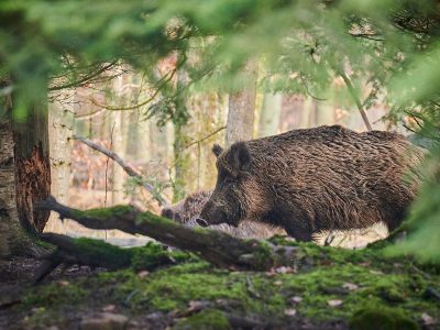 Jigsaw puzzle Jigsaw puzzle Wild Boar Domestic Pig Ancestor