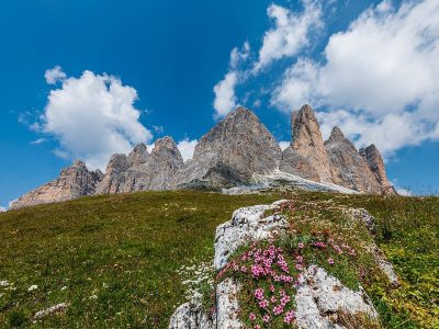 Jigsaw puzzle Jigsaw puzzle Wild Flowers Rocky Mountain