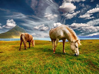 Jigsaw puzzle Wild Horses Grazing