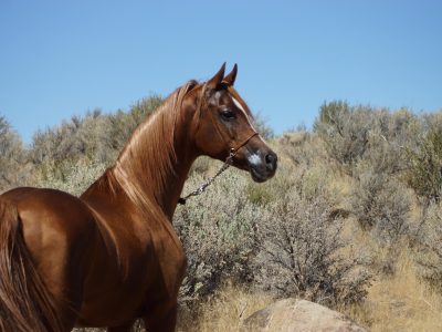 Jigsaw puzzle Wild Horses in the Mountains, preview